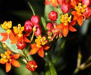 Asclepias tuberosa